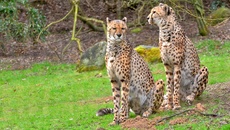 Gepard (15).jpg